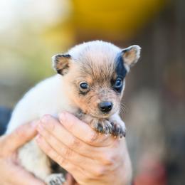 -Boy 3 - Blue male Australian Cattle Dog puppy in Kaufman, Texas from Emberwick Ranch