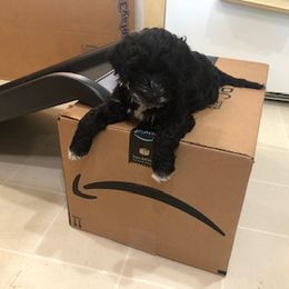 Portuguese Water Dog Puppies from Presidio PWDs