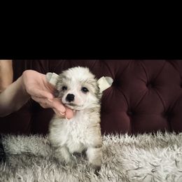 Slate - Slate male Chinese Crested puppy in Salt Lake City, Utah from Naked & Famous
