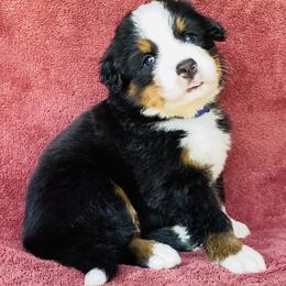 Blue Collar Boy - Black rust and white male Bernese Mountain Dog puppy in Bristol, Tennessee from Holston Hollow Farm