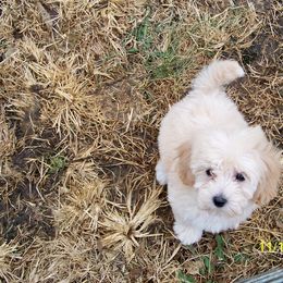 Goldendoodle and Poodle Puppies from Golden B Acres