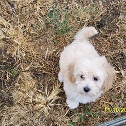 Goldendoodle and Poodle Puppies from Golden B Acres