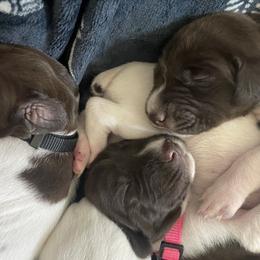 German Shorthaired Pointer Puppies from TTR GSP TopDog Kennels