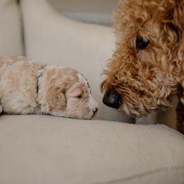 Muffin - Fawn and white male Sheepadoodle puppy in Patterson, California from Dooling Doodles