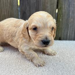 Black - Cream male Dachshund puppy in Jonesboro, Illinois from Twin Hills Dachshunds