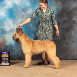Rio - Briard