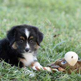 Toy Australian Shepherd puppies from Shooting Stars Ranch Toy and Mini Aussies