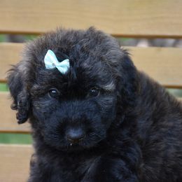 Girl 2 - female Bouvier des Flandres puppy in Marionville, Missouri from Sandbox Puppies