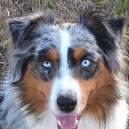 Ransom - Australian Shepherd