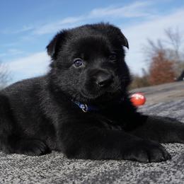 Drake - Black male German Shepherd puppy in Muldrow, Oklahoma from Reizarf Kennels