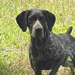 Sprite - German Shorthaired Pointer