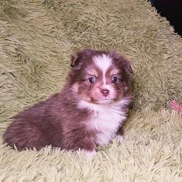 Holly - Red tri female Toy Australian Shepherd puppy in Pickens, South Carolina from Reflections of Star Crest Kennel