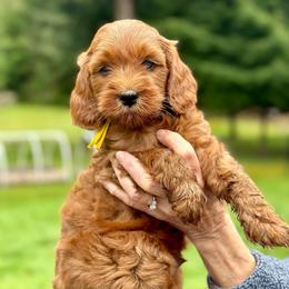 Yellow boy - Red  male Goldendoodle puppy in Kitsap County, Washington from Amazing Grace Doodles