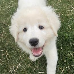 Female - Red Flowered Collar - White female Maremma Sheepdog puppy in Pocatello, Idaho from The Ewe Crew Homestead LLC