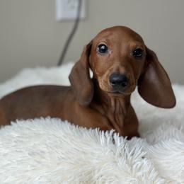 Short cake - Red female Dachshund puppy in Crystal, Michigan from Mare-Bella Smoothcoat Edition