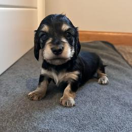 Gala - Black and cream female Dachshund puppy in Woodville, Wisconsin from Dairyland Dachshunds