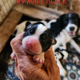 Henry - Black and white male English Springer Spaniel puppy in Craig, Nebraska from Fur & Feathers Kennel