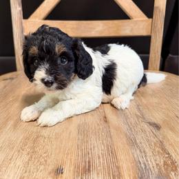 Girl 1 - Tri-color female Bernedoodle puppy in Lakeland, Florida from Doodles & Danes