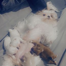 Shih Tzus from Dream Acres