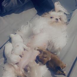 Shih Tzus from Dream Acres