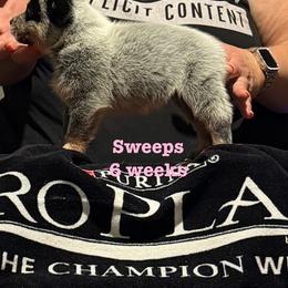 Sweeps - Blue speckled female Australian Cattle Dog puppy in Sanger, Texas from Straight Arrow Australian Cattle Dogs