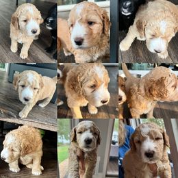 Assorted Doodle Crosses, Goldendoodle, and Poodle Puppies from Kava Kennels