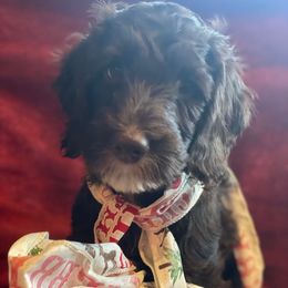 Stetson - Chocolate male Australian Labradoodle puppy in Eagle, Wisconsin from Fruitful Beginnings,LLC