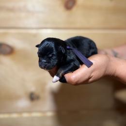 Sandy - Black tri-color female Australian Shepherd puppy in Eubank, Kentucky from Ashlee's Aussies