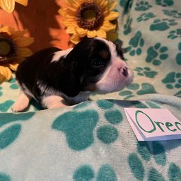 Oreo - Tri-color male Cavalier King Charles Spaniel puppy in Warren, Maine from Cloud Nine Cavaliers