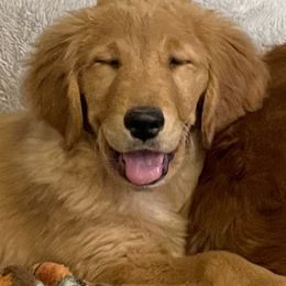 Golden Retriever Puppies from Golden Breed