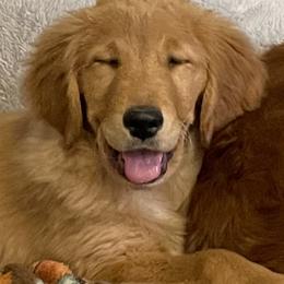 Golden Retriever Puppies from Golden Breed