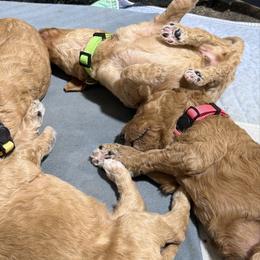 AKC  Standard poodle Little brother - Red  male Poodle puppy in Harrisburg, Arkansas from Ransone’s Ridge Runners Poodles and Doodles