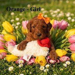 Girl 2 - Red  female Poodle puppy in Mc Henry, Illinois from Sunset Maple Poodles