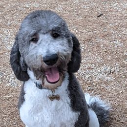 Goldendoodles from Goldendoodles of Eastern NC