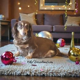 Buttercup - Dachshund
