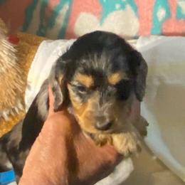 MICKI AKC REGISTERED MALE - Dapple male Dachshund puppy in Elizabethtown, Kentucky from Teeny Tiny Puppy Tails