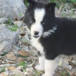 Border Collies from Seven Links Ranch