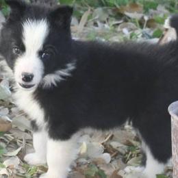 Border Collies from Seven Links Ranch