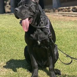Cane Corso from Thoroughbred Cane Corso