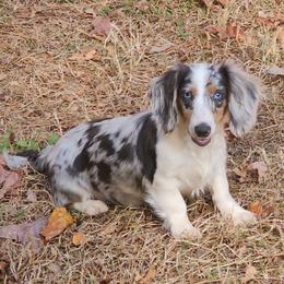 Dolly - Dachshund