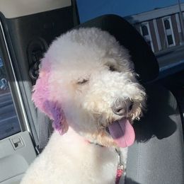 Leele - Goldendoodle