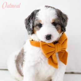 Oatmeal - Grey and white female Bernedoodle puppy in Diamond Bar, California from Furrytaildoodles