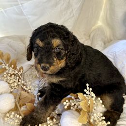 Apollo - Phantom male Bernedoodle puppy in Lookout, California from Remington Kennels, LLC