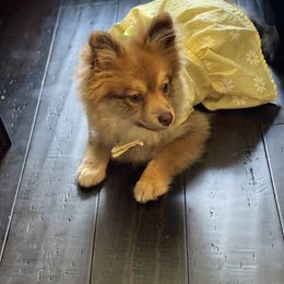 Pomeranian Puppies from ARC Kennels