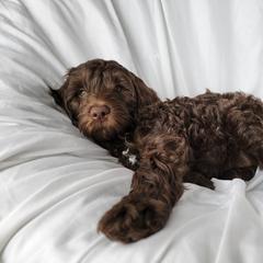 Australian Cobberdog Puppies from Heartland Hills Australian Cobberdogs