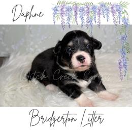 Daphne- Fluffy - Black and white female American Corgi puppy in Greenwood, Indiana from Witch Creek Corgis