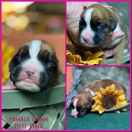 Hot Pink - Fawn female Boxer puppy in Butler, Pennsylvania from Schaible's Boxer Huddle