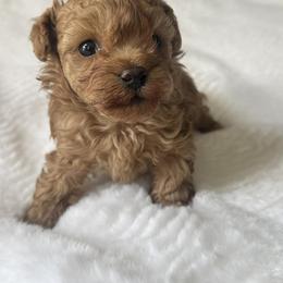 Macaron - Red male Maltipoo puppy in San Diego, California from Maltipoos SD