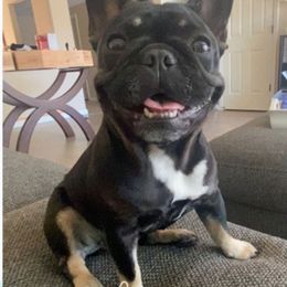 Titans Joy - French Bulldog