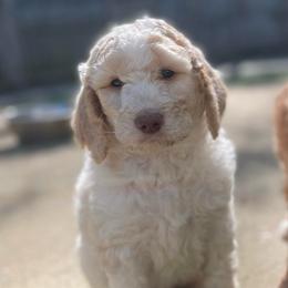 George - Cream male Goldendoodle puppy in Stafford, Virginia from Morris Doodles Virginia